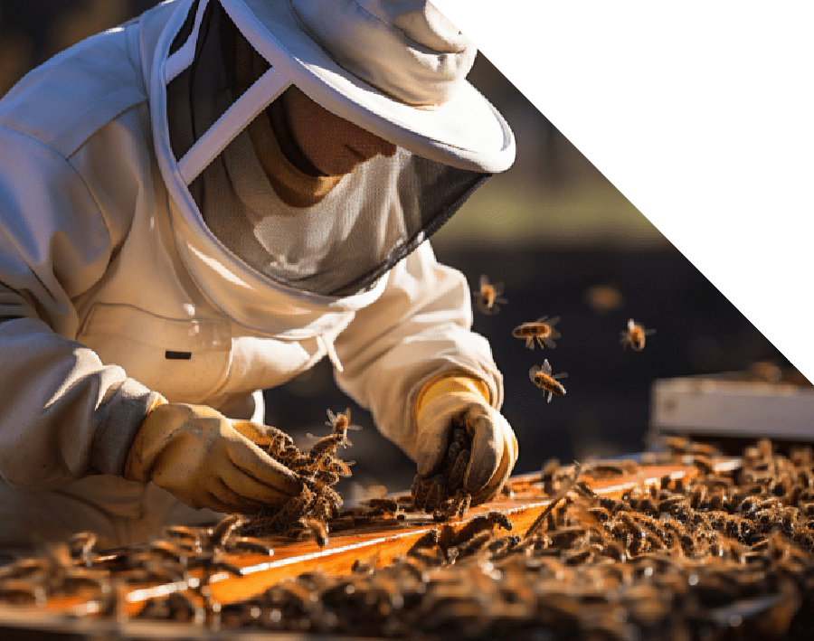detailing-14 Bee Removal