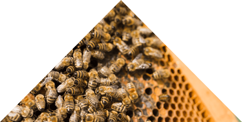 detailing-15 Beehives