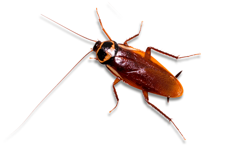png-image pest