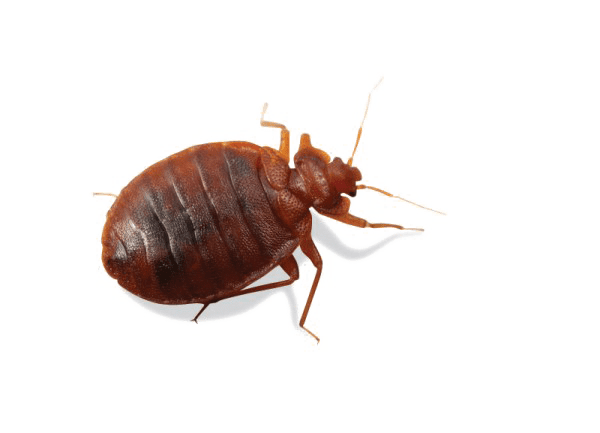 pngimg.com - bed_bug_PNG10